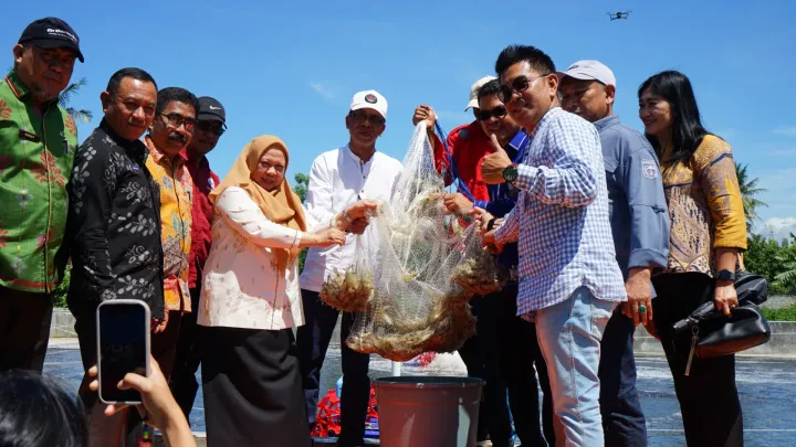 PANEN PERDANA UDANG VANNAMEI PADA TAMBAK INTENSIF DI TAIPA, BUKTI NYATA HASIL KERJA CERDAS & KERJA TUNTAS DKP SULTENG DALAM PROGRAM BERANI TANGKAP BANYAK